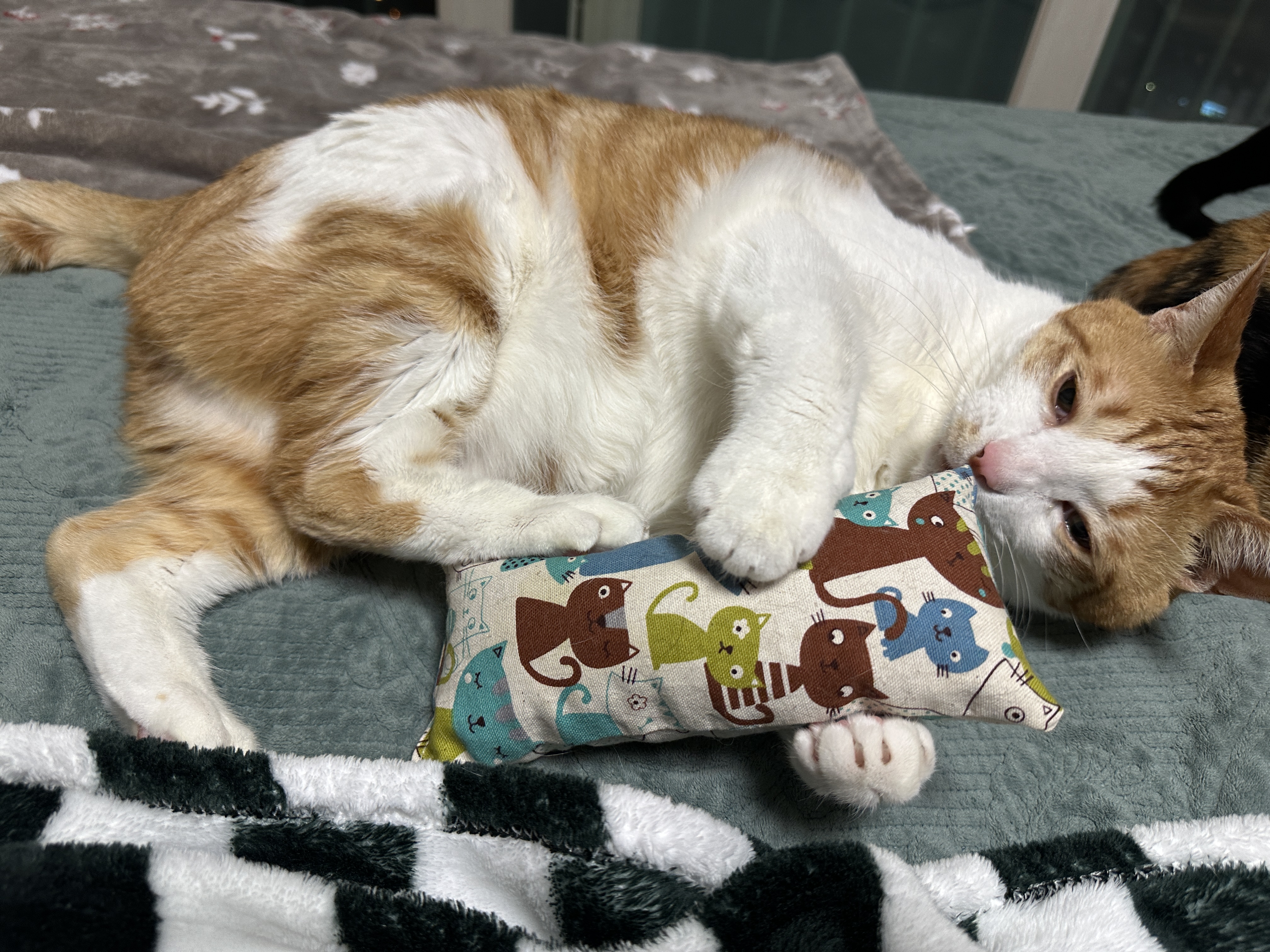 막둥이는 뭘 해도 아기 같다 (feat. 졸린 막둥이의 뒷발팡팡)