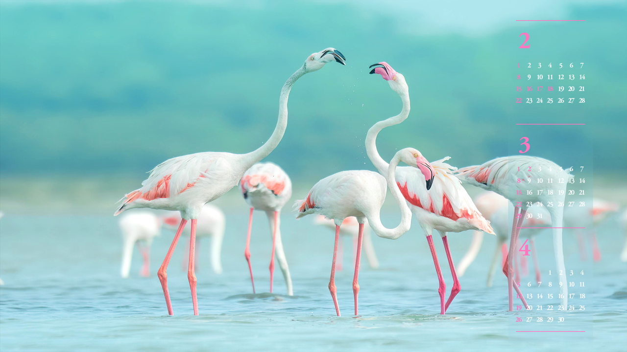 06 고개를 든 플라밍고 B - 2026년3월 달력배경화면