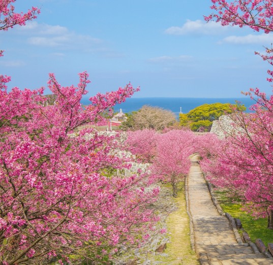 오키나와 나키진 성터 벚꽃 풍경