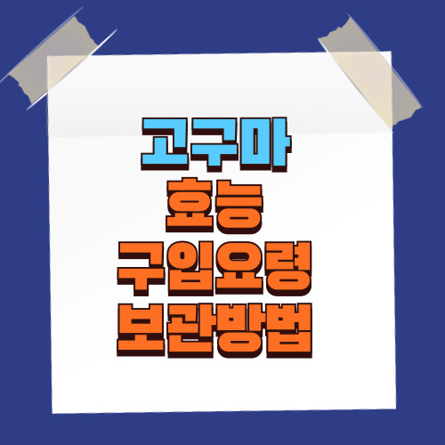 고구마 효능, 구입요령, 보관법 알아보기