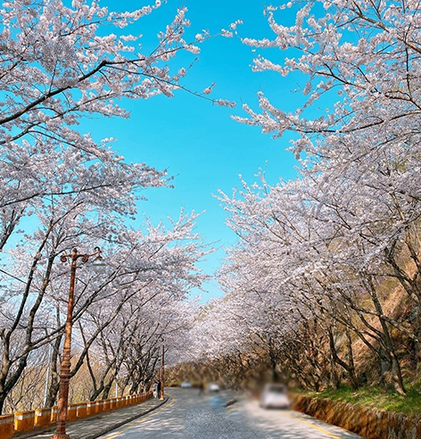 봄꽃 여행지