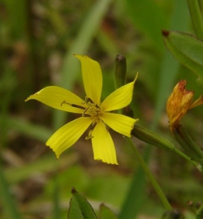 씀바귀 효능과 부작용 먹는법 고르는법