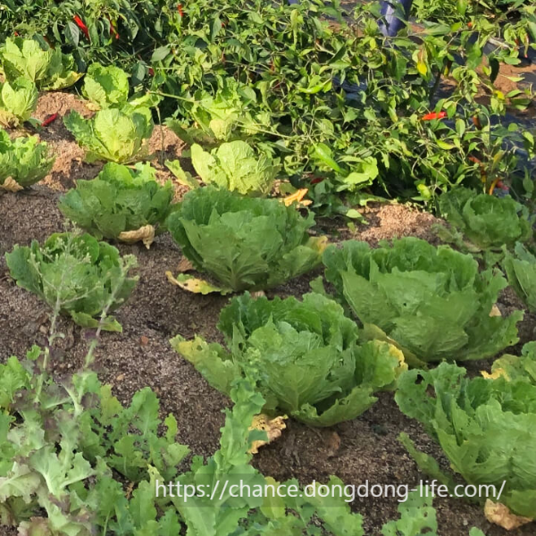 김장김치 10kg 20kg 20포기 50포기 황금 양념 비율로 맛있게 담그는 방법