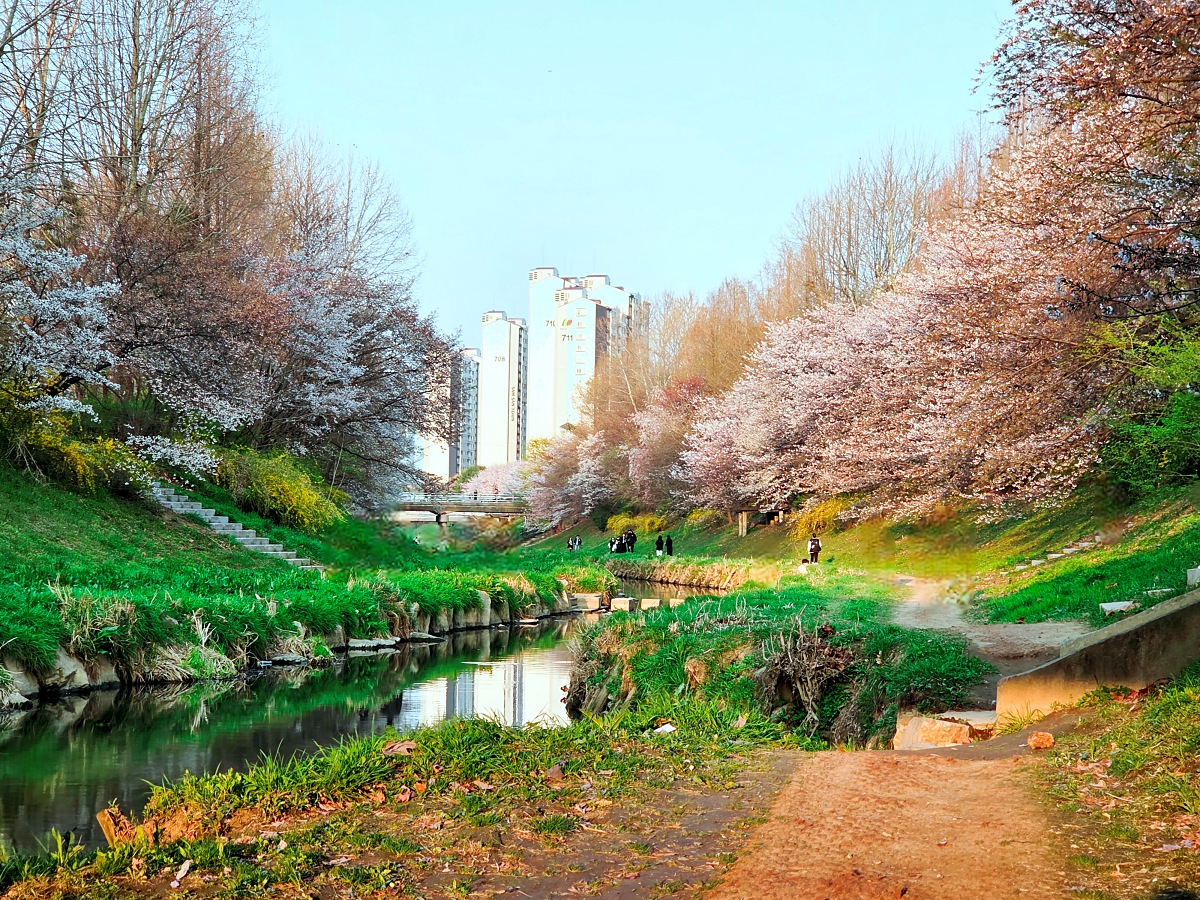 인천 벚꽃 명소 굴포천: 부평 청리단길 꼭 가봐야 할 사계절 감성 산책로