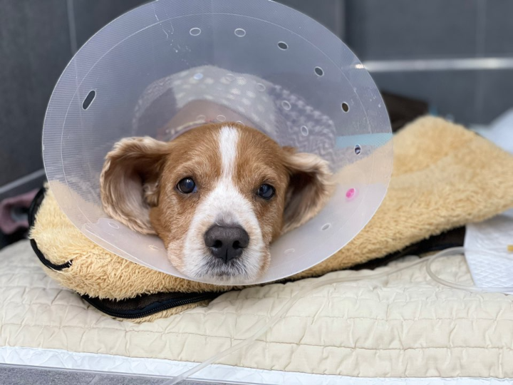 수술 후 회복중