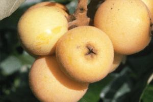 비파나무 효능04