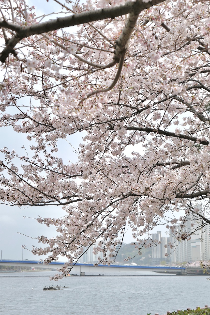 수영강에 만개한 벚꽃
