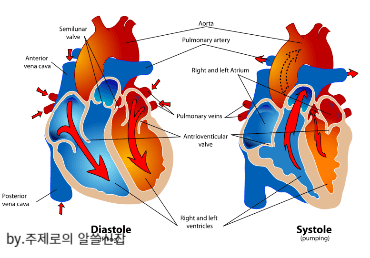 침향의 효능 심혈관 질환 예방