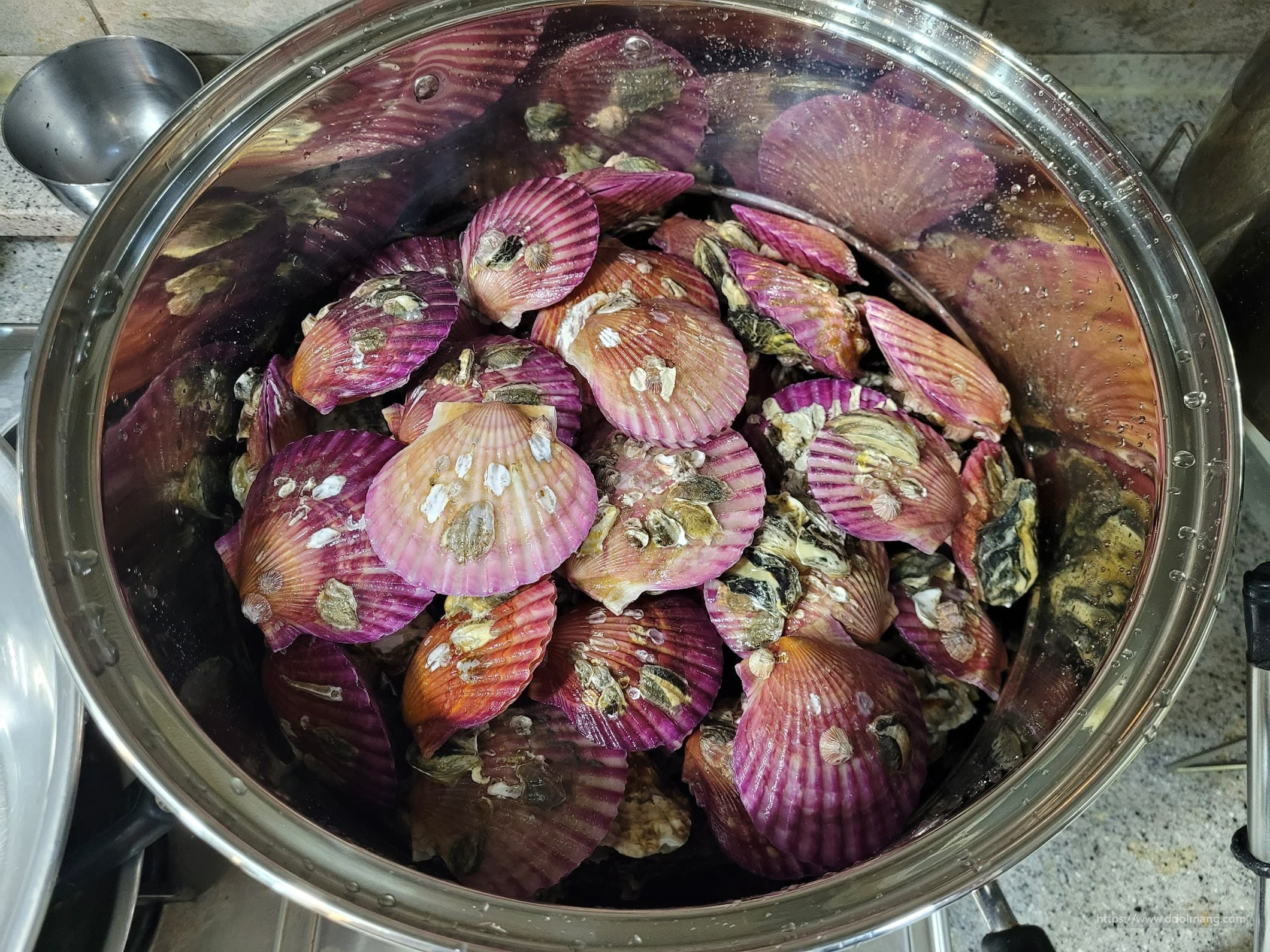 층층히 쌓인 각굴과 가리비