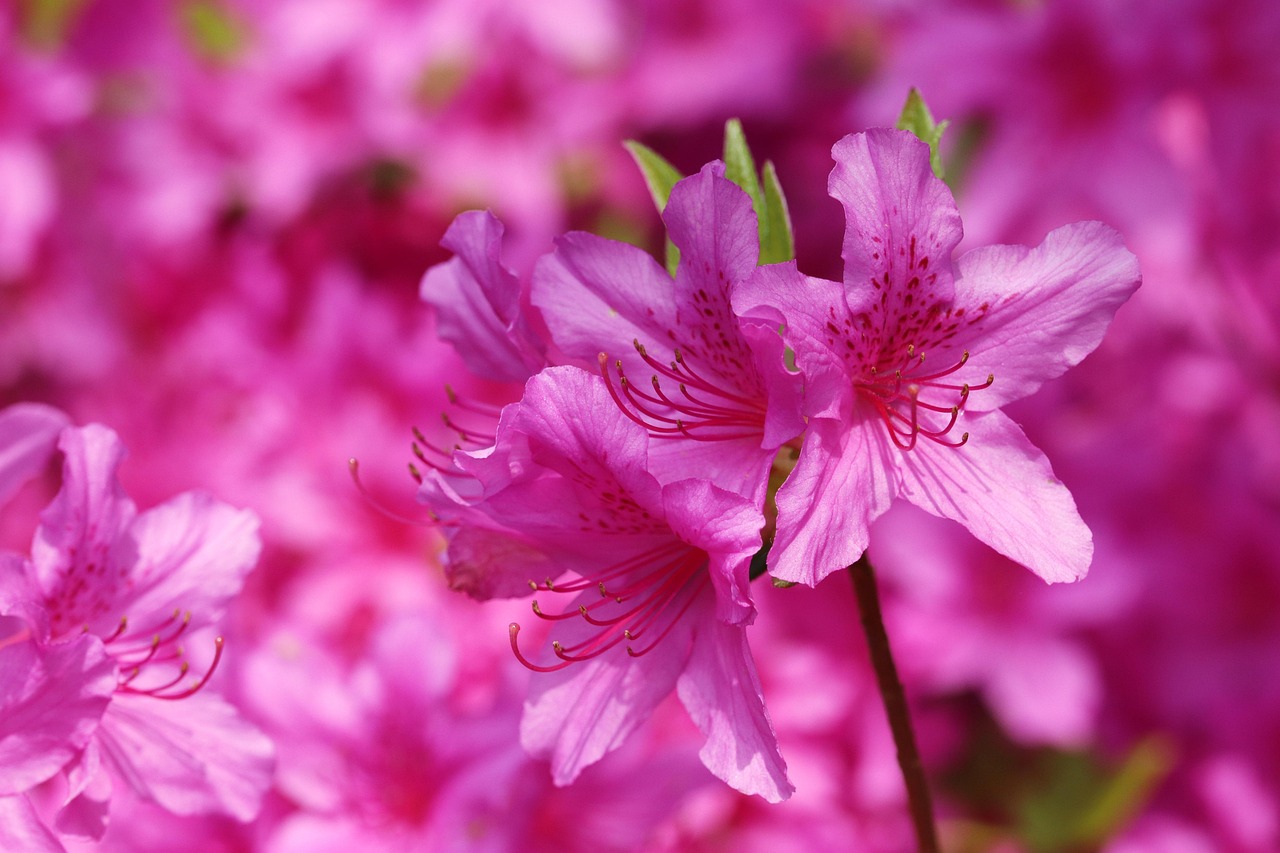 황매산 철쭉제 관련사진
