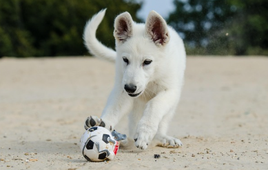 강아지 종합검진관련사진