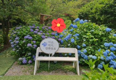 수국