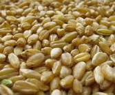 듀럼밀(Durum Wheat)은 경질밀의 한 종류