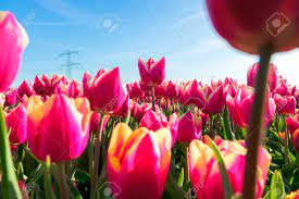 에버랜드 산리오 튤립가든 축제 기본 정보