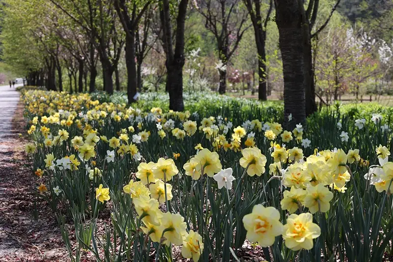 국립백두대간수목원-입장료-무료입장-트램-호랑이-운영시간