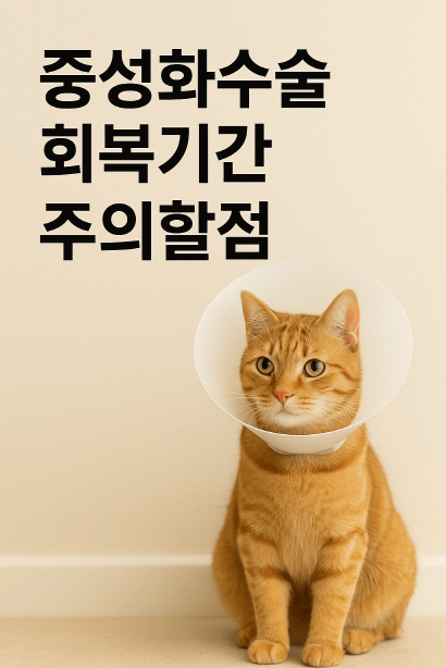 고양이 중성화 후 회복기간, 꼭 지켜야 할 주의사항 7가지