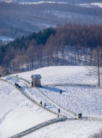 눈꽃으로 물든 강원도 대관령 양떼목장