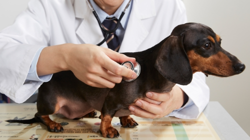 알트태그-진찰받고 있는 강아지