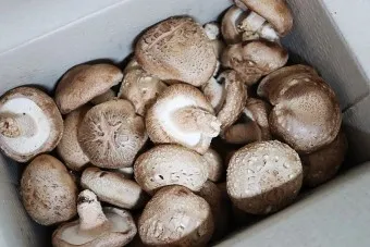 표고버섯 효능_7