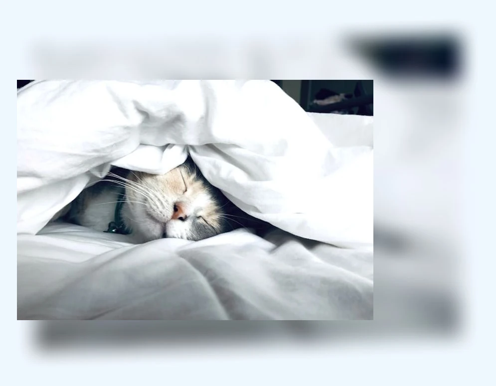 고양이 정수기_3_subsection