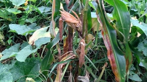 옥수수-병충해-충해-거세미-조명나방-멸강나방