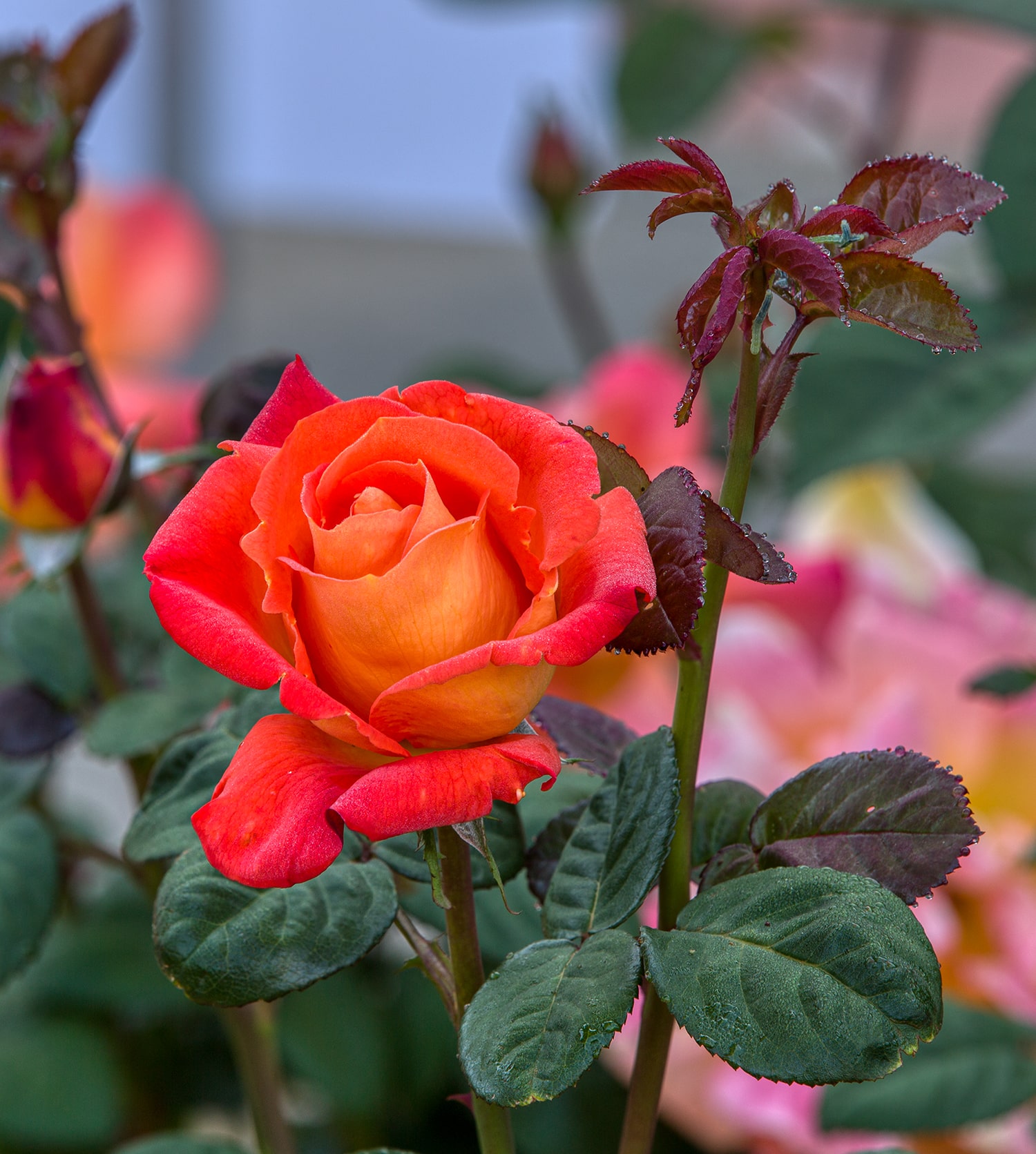 올림픽공원 장미축제 - 27