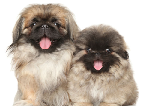 귀여운 페키니즈