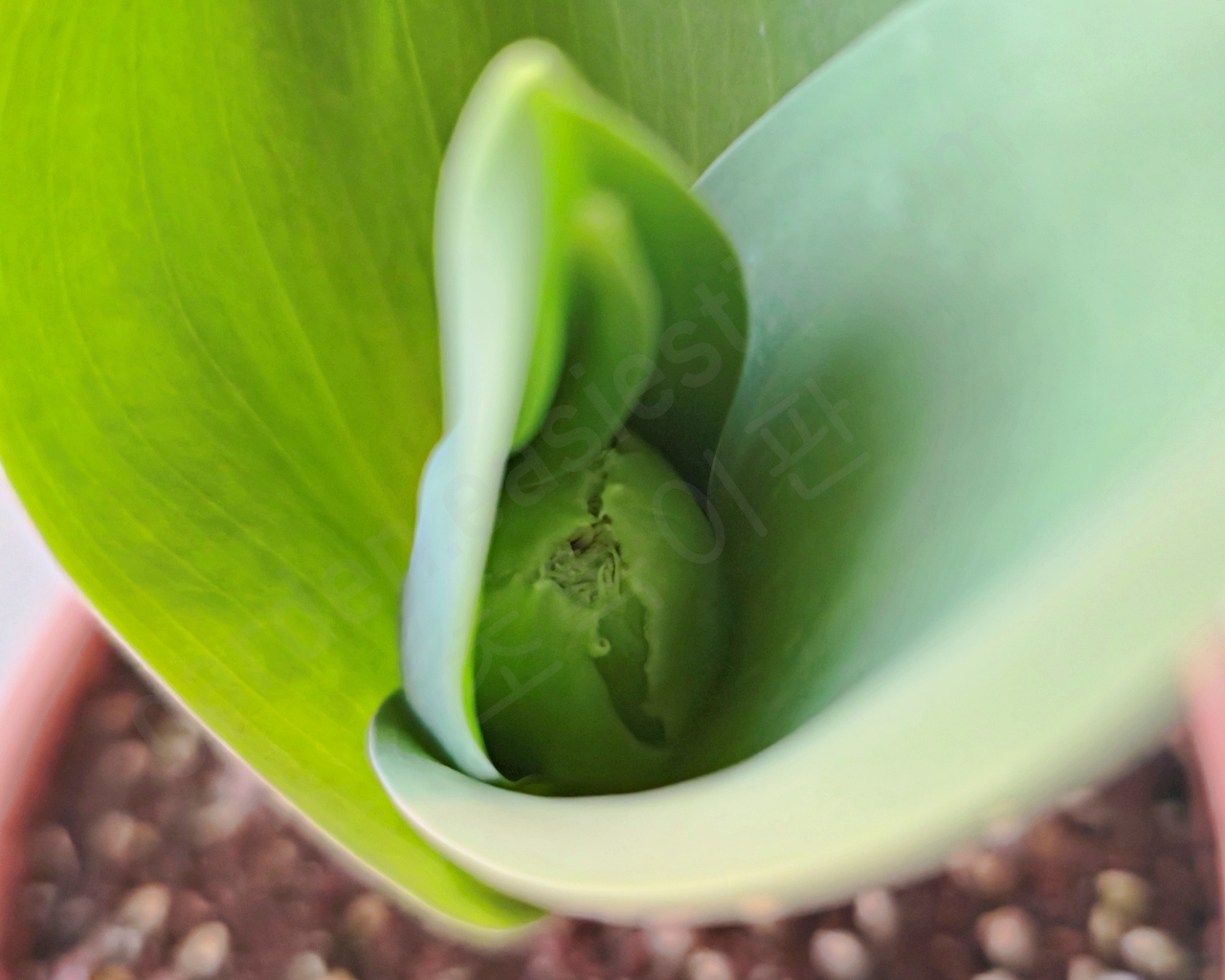 프린지 튤립의 꽃봉오리