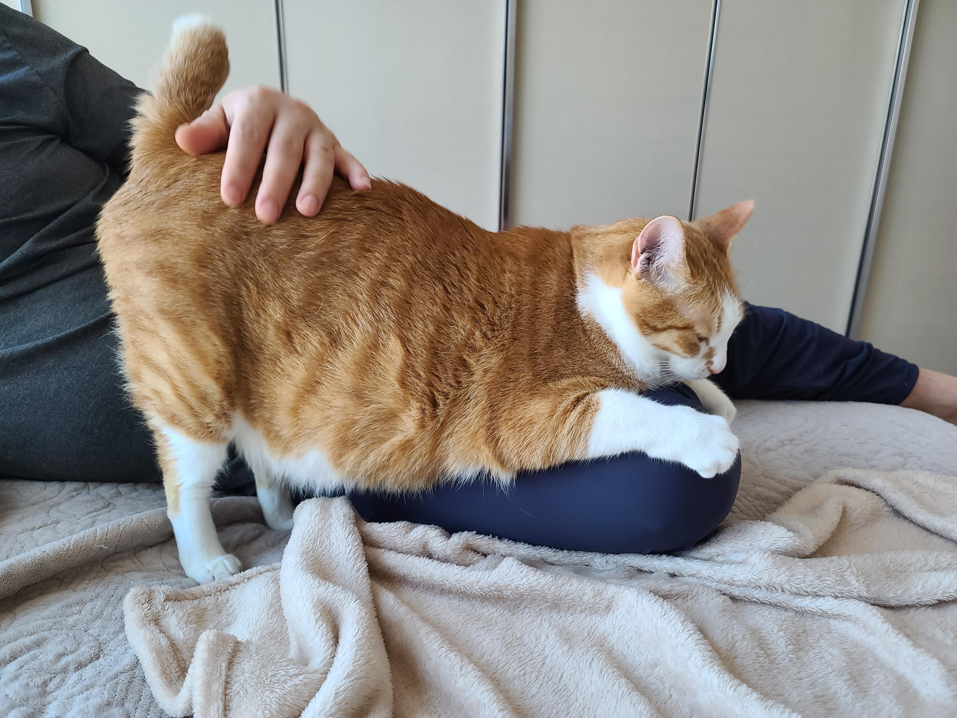 고양이의 여우짓 ㅋㅋㅋ 고양이 애교. 집사얼굴을 그루밍 못하게 하는 이유.