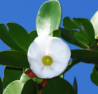 크루시아 꽃 크루시아 로지아 꽃