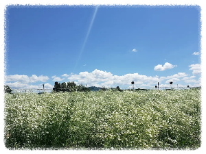 고석정 꽃밭축제