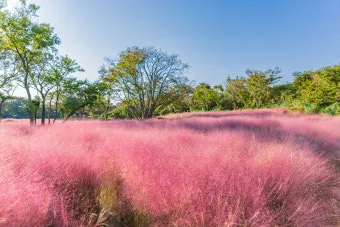평택 바람새마을 핑크뮬리 가을 여행 인생샷 명소 추천으로 안내_30