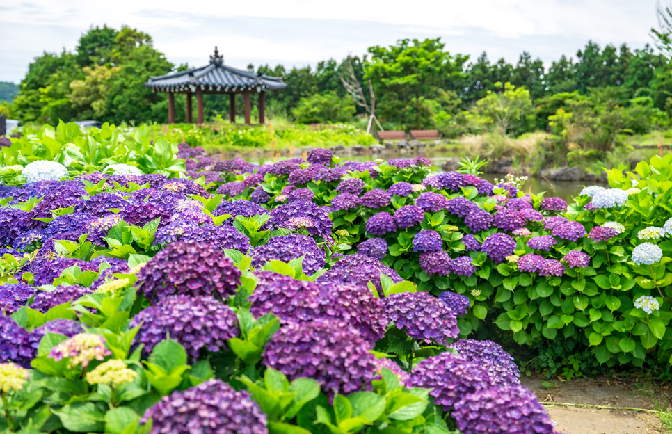 제주 동쪽 가볼만한곳 (수산한못)