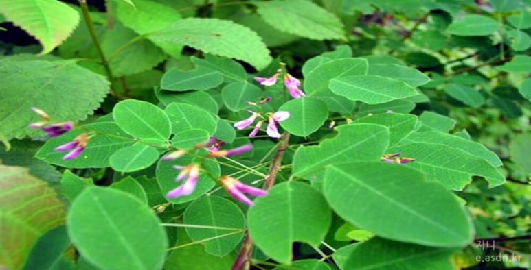 싸리나무 효능 12가지와 부작용 총정리