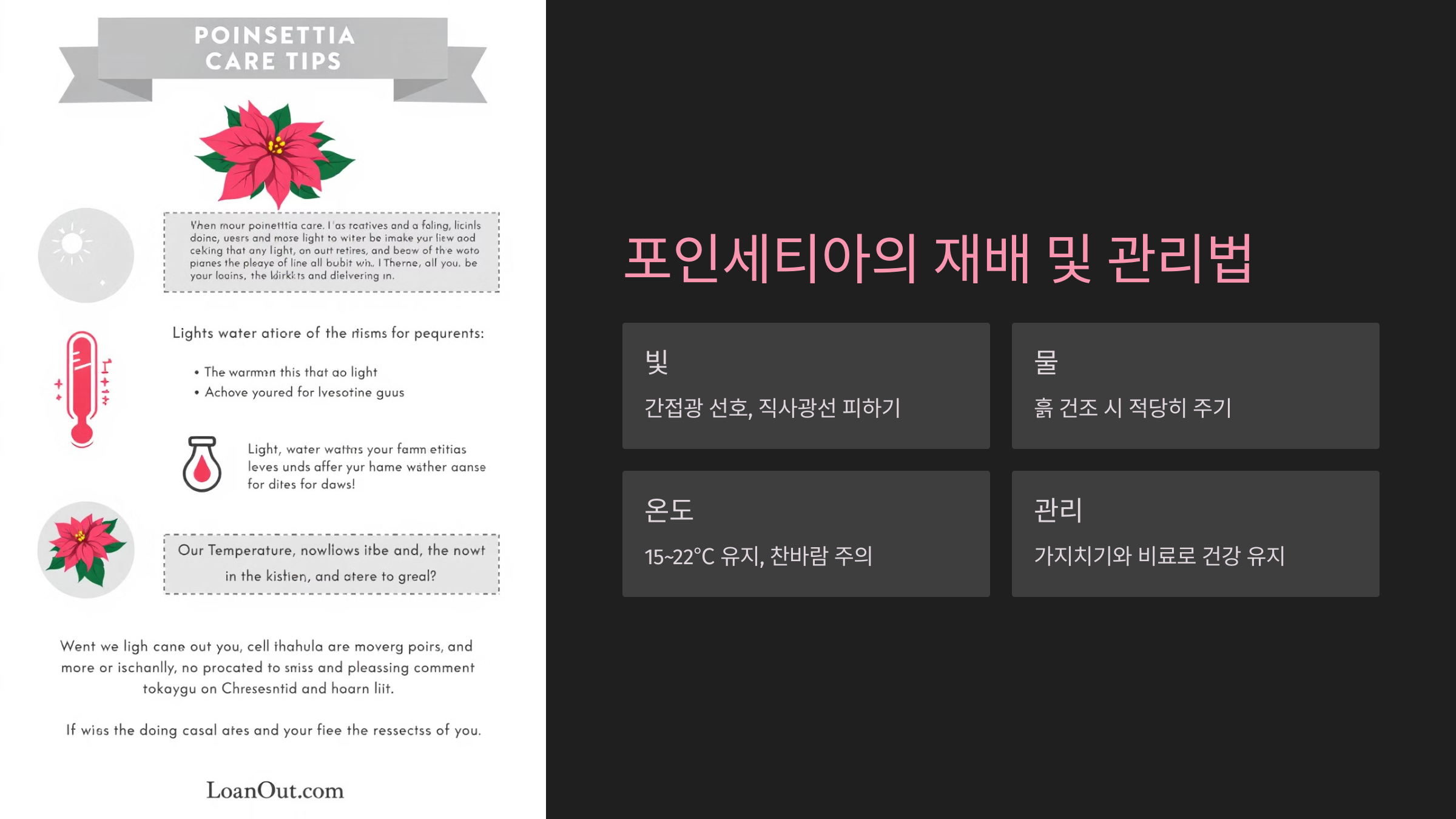 포인세티아의 재배 및 관리법