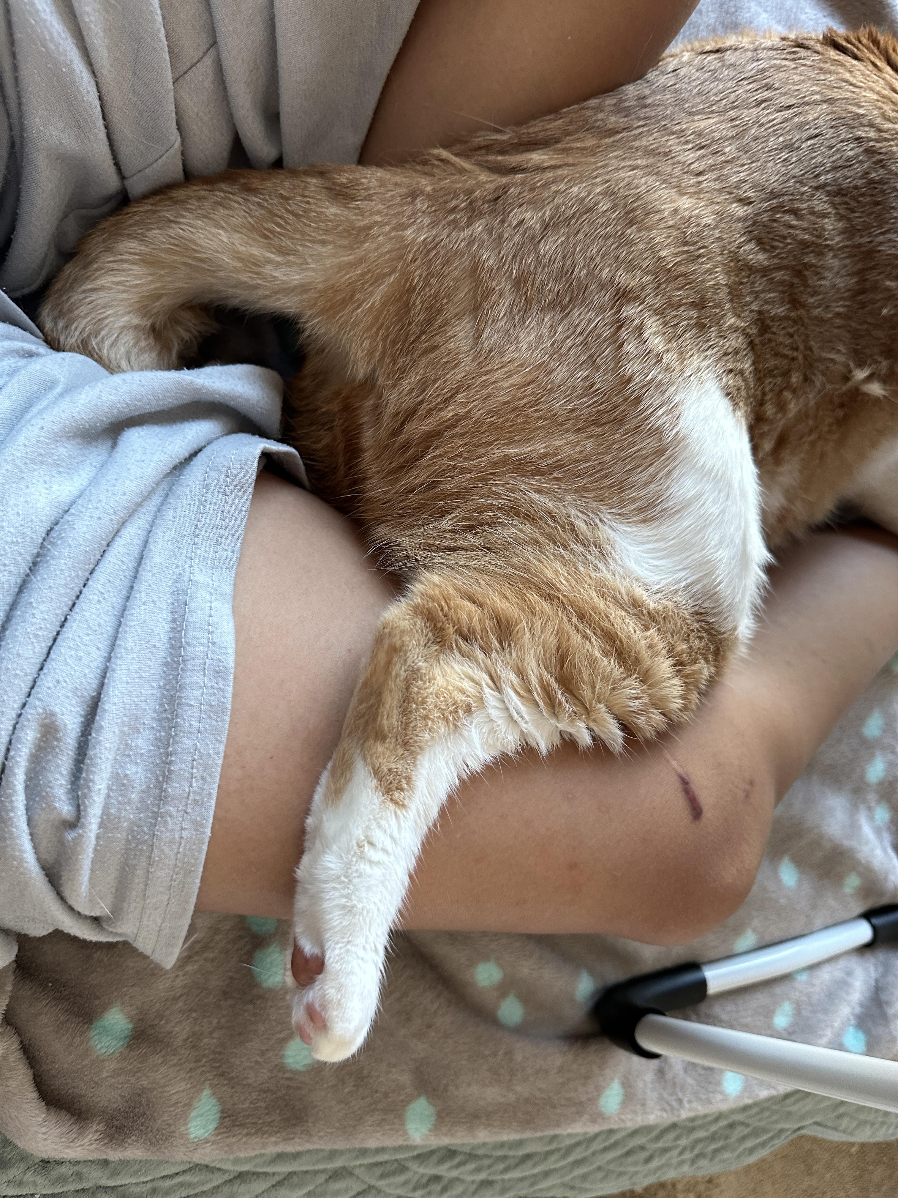 뒷다리를_엄마_허벅지에_올려놓고_자는_막둥이