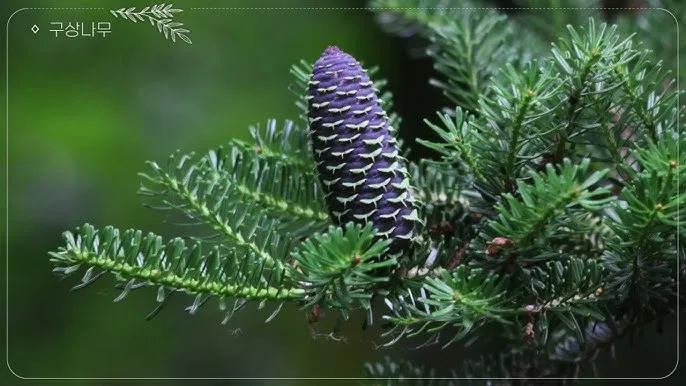 우리나라 특산식물 댕강나무와 댕강나무 꽃말 꽃댕강나무_5