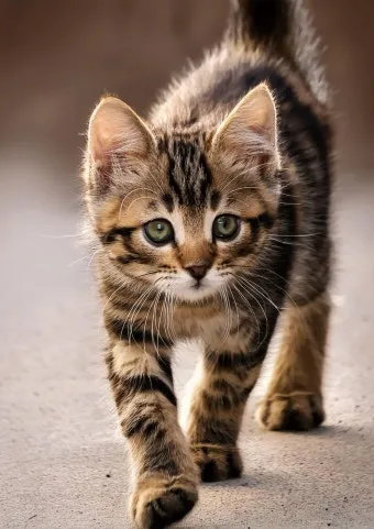 고양이 출산 임박증상 음식 중성화 발정_32