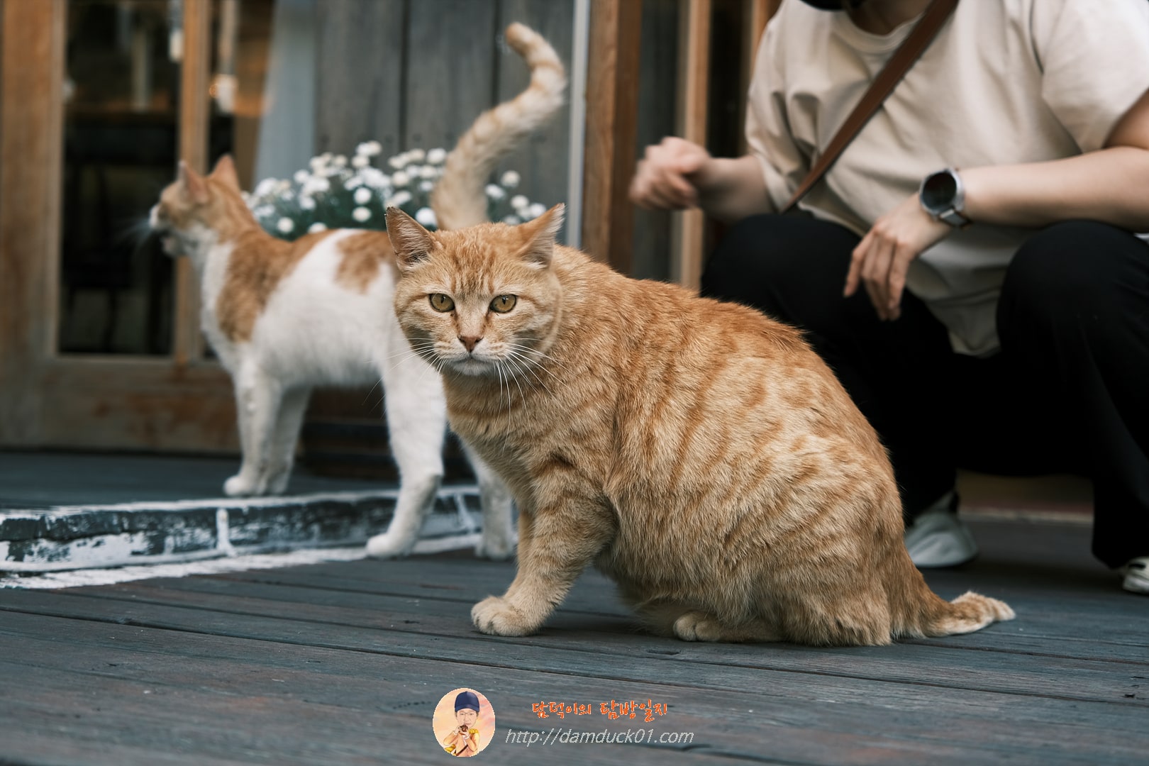 은행나무길 고양이