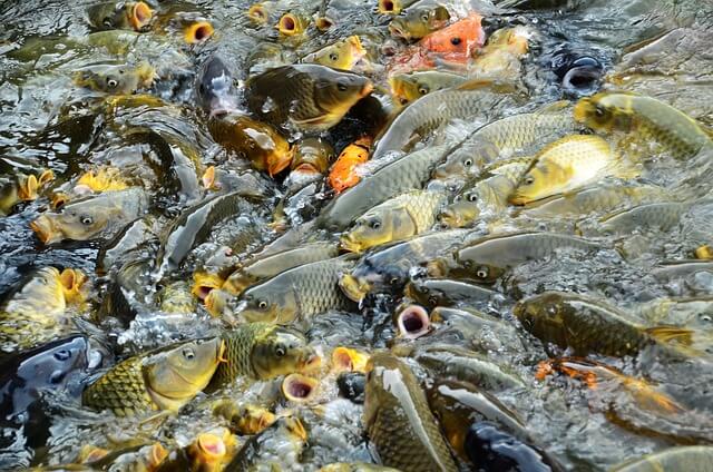 잉어 꿈,잉어 꿈해몽,잉어를 잡는 꿈,잉어를 보는 꿈해몽 길몽?