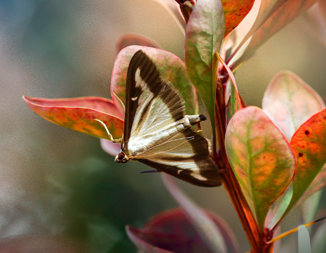 2025 함평 나비대축제