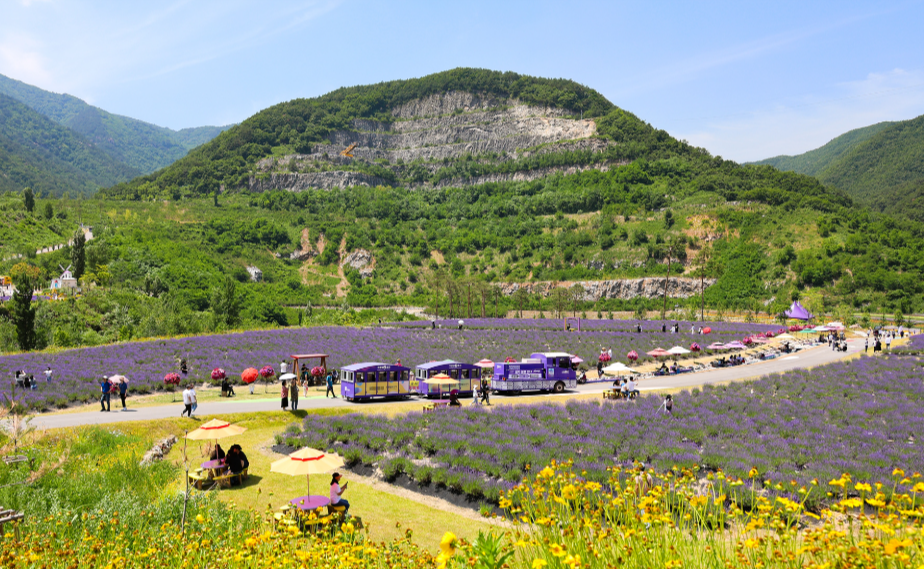 동해 무릉별유천지 라벤더축제