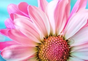 꽃 꿈해몽 67가지