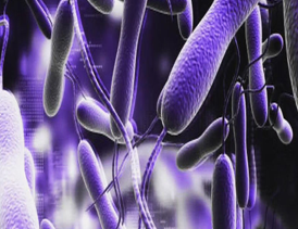 꼬리가 있는세균, 막대세균 탄저균