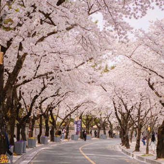 벚꽃 개화 사진