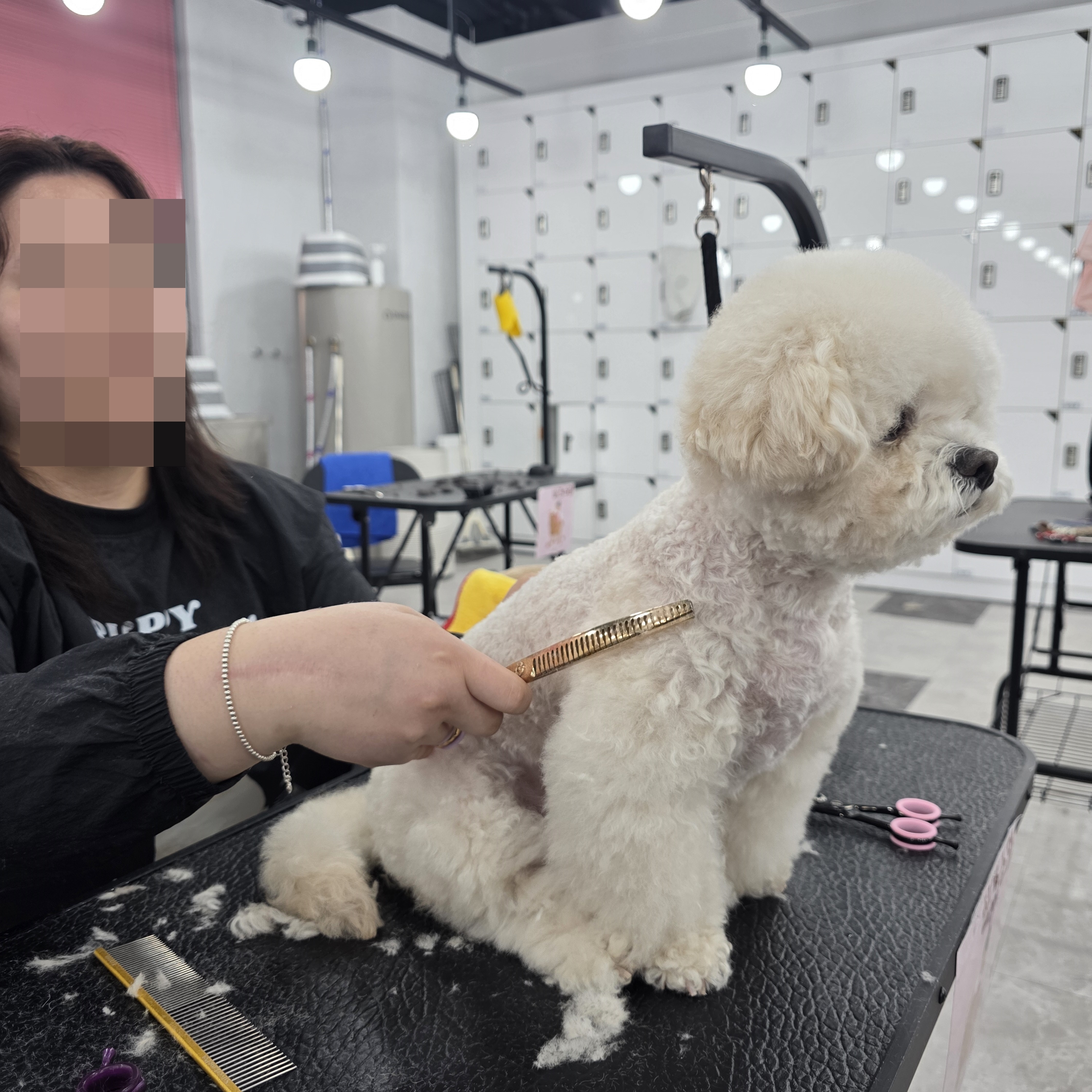 병점애견미용학원