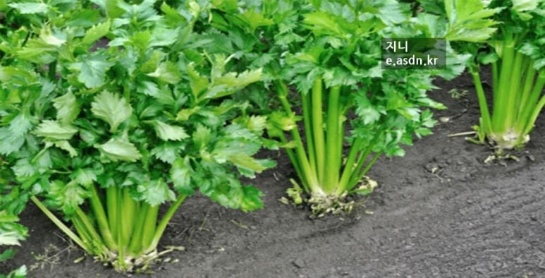 샐러리 효능 15가지와 부작용 총정리...음식건강이야기 열다섯번째