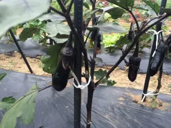 가지 재배 순 지르기 착과 관리 고온 대책_3