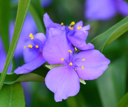 가을에 피는 꽃 자주달개비