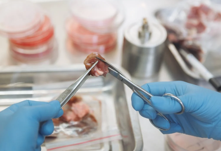 배양육의 미래: 실험실에서 자란 고기의 가능성과 도전